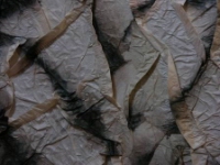ph06.JPG
